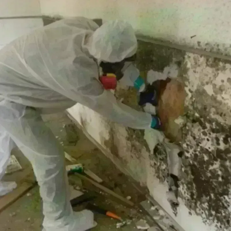 Mold Remediation and Removal in Jamestown, RI